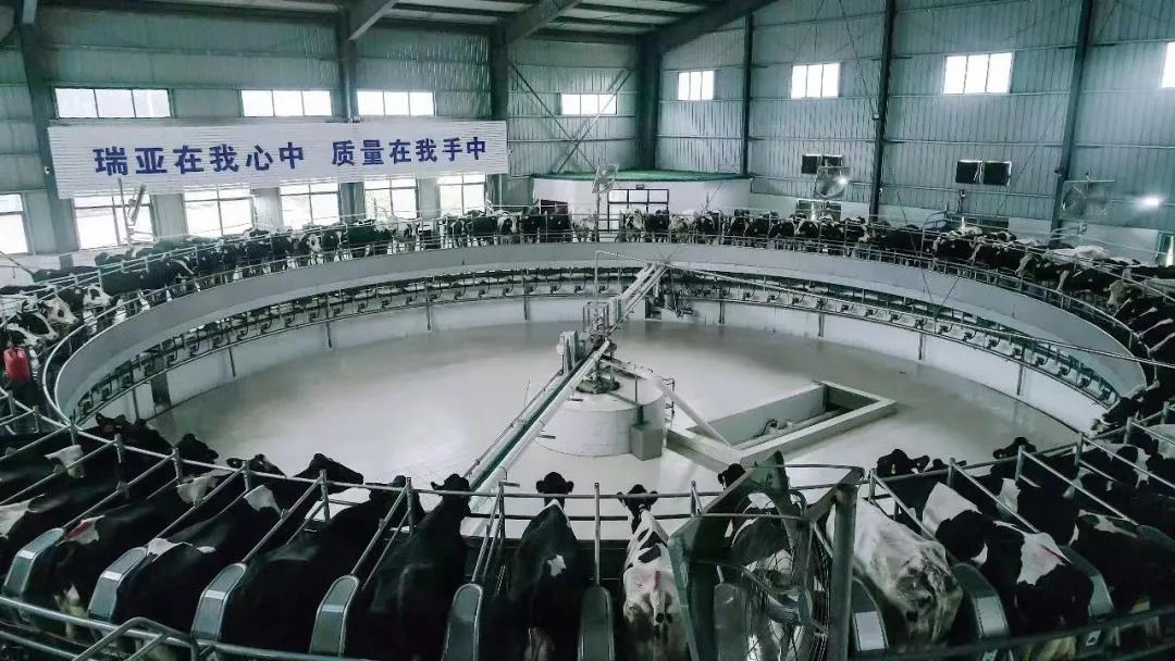 花花牛丨國家奶牛產(chǎn)業(yè)技術(shù)體系首席科學(xué)家、中國農(nóng)業(yè)大學(xué)教授李勝利一行蒞臨花花牛魯山瑞亞參觀調(diào)研