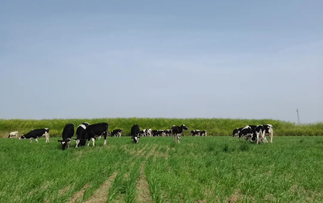 繼往開來 · 再創(chuàng)輝煌 | 花花牛乳業(yè)集團召開9月營銷、養(yǎng)殖及飼料月度經(jīng)營工作會議