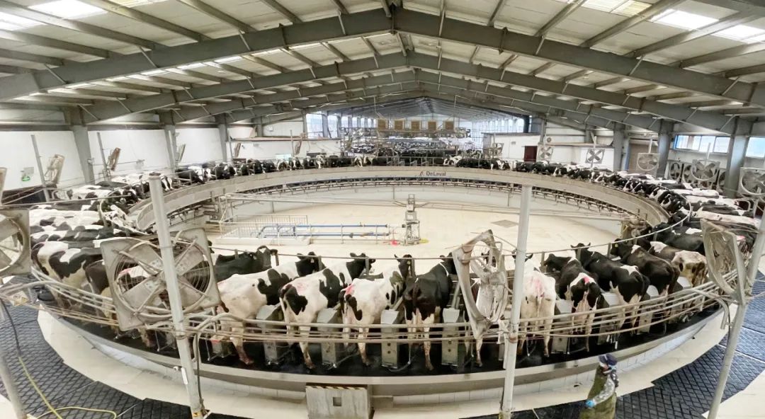 凝心聚力·贏創(chuàng)未來(lái) | 花花牛乳業(yè)集團(tuán)召開(kāi)營(yíng)銷(xiāo)、養(yǎng)殖及飼料經(jīng)營(yíng)工作會(huì)議